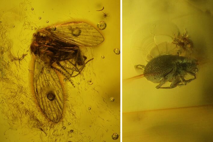Fossil Moth Fly (Psychodidae) and a Mite (Acari) in Baltic Amber #135052